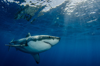 Atlantic White Shark Conservancy Tours